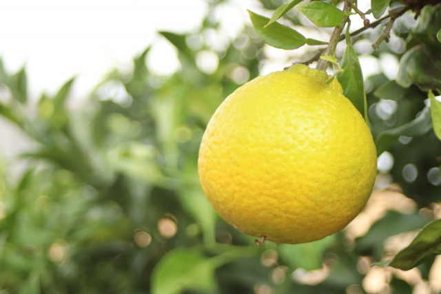 デコポン　酵素ドリンク